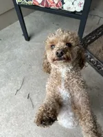 BUDDY, a male Poodle - Miniature  for sale in Fort Wayne, IN – 1 of 9