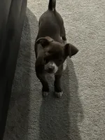 Coco, a female Chihuahua for sale in Fort Wayne, IN – 2 of 4