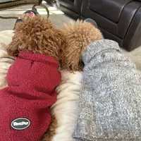 Chase, a male Poodle - Toy  for sale in Fort Wayne, IN – Photo 2 of 3