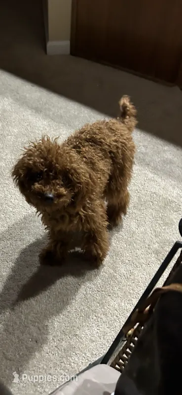 Chase – Poodle - Toy  puppy for sale in Fort Wayne, IN