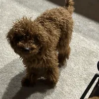 Chase, a male Poodle - Toy  for sale in Fort Wayne, IN – Photo 1 of 3