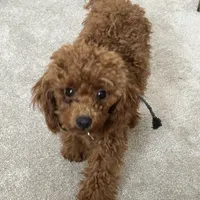 Chase, a male Poodle - Toy  for sale in Fort Wayne, IN – Photo 3 of 3