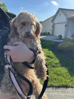 Bella, a female Poodle - Miniature  for sale in Fort Wayne, IN – Photo 3 of 5