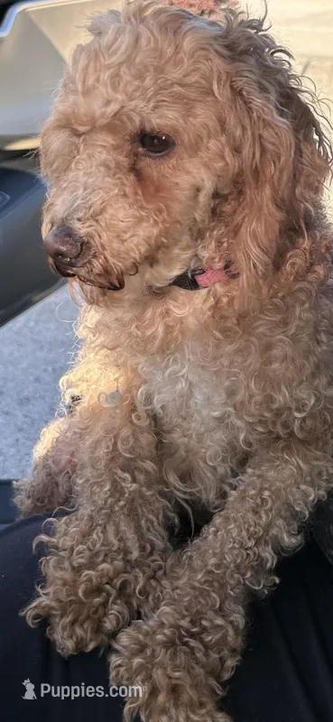 Bella – Poodle - Miniature  puppy for sale in Fort Wayne, IN