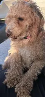 Bella, a female Poodle - Miniature  for sale in Fort Wayne, IN – Photo 1 of 5