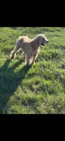 Bella, a female Poodle - Miniature  for sale in Fort Wayne, IN – Photo 4 of 5
