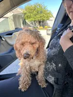 Bella, a female Poodle - Miniature  for sale in Fort Wayne, IN – Photo 2 of 5