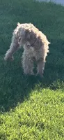 Bella, a female Poodle - Miniature  for sale in Fort Wayne, IN – Photo 5 of 5