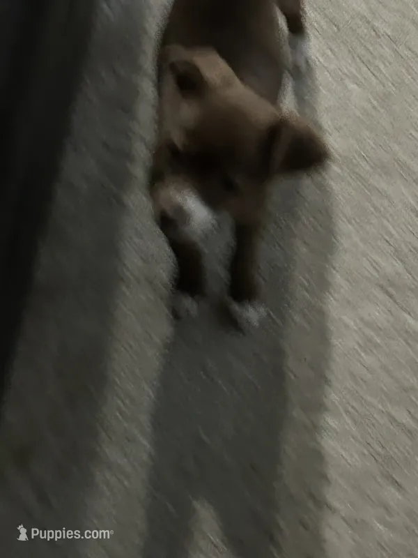 Coco – Chihuahua puppy for sale in Fort Wayne, IN