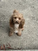 BUDDY, a male Poodle - Miniature  for sale in Fort Wayne, IN – 4 of 9