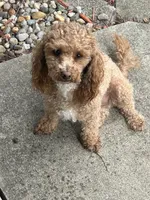 BUDDY, a male Poodle - Miniature  for sale in Fort Wayne, IN – 5 of 9
