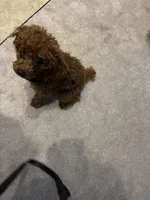 Chase, a male Poodle - Miniature  for sale in Fort Wayne, IN – Photo 6 of 6