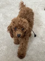 Chase, a male Poodle - Miniature  for sale in Fort Wayne, IN – Photo 1 of 6