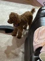 Chase, a male Poodle - Miniature  for sale in Fort Wayne, IN – Photo 3 of 6