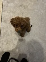 Chase, a male Poodle - Miniature  for sale in Fort Wayne, IN – Photo 5 of 6