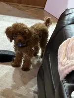 Chase, a male Poodle - Miniature  for sale in Fort Wayne, IN – Photo 2 of 6