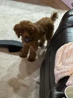 Chase, a male Poodle - Miniature  for sale in Fort Wayne, IN – Photo 4 of 6