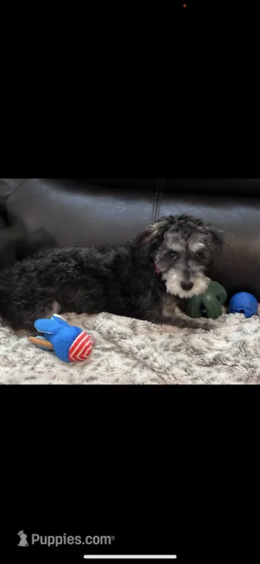 Macy – Miniature Schnauzer puppy for sale in Fort Wayne, IN