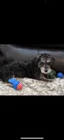 Macy, a female Miniature Schnauzer for sale in Fort Wayne, IN – 1 of 3