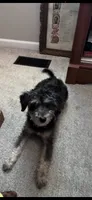 Macy, a female Miniature Schnauzer for sale in Fort Wayne, IN – 3 of 3
