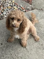 BUDDY, a male Poodle - Miniature  for sale in Fort Wayne, IN – 3 of 9