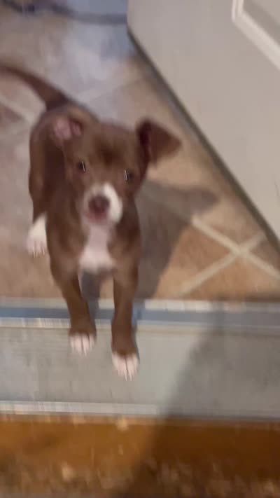 Coco, a female Chihuahua for sale in Fort Wayne, IN – 4 of 4