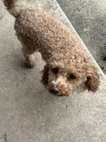 BUDDY, a male Poodle - Miniature  for sale in Fort Wayne, IN – 8 of 9
