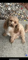 BUDDY, a male Poodle - Miniature  for sale in Fort Wayne, IN – 9 of 9