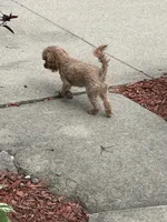 BUDDY, a male Poodle - Miniature  for sale in Fort Wayne, IN – 2 of 9