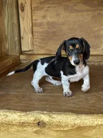 Leo, a male Miniature Dachshund for sale in Godwin, NC – 7 of 7