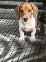 Leo, a male Miniature Dachshund for sale in Godwin, NC – 6 of 7