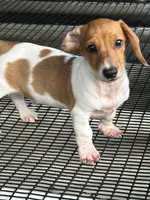 Leo, a male Miniature Dachshund for sale in Godwin, NC – 5 of 7