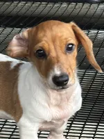 Max, a male Miniature Dachshund for sale in Godwin, NC – 2 of 2