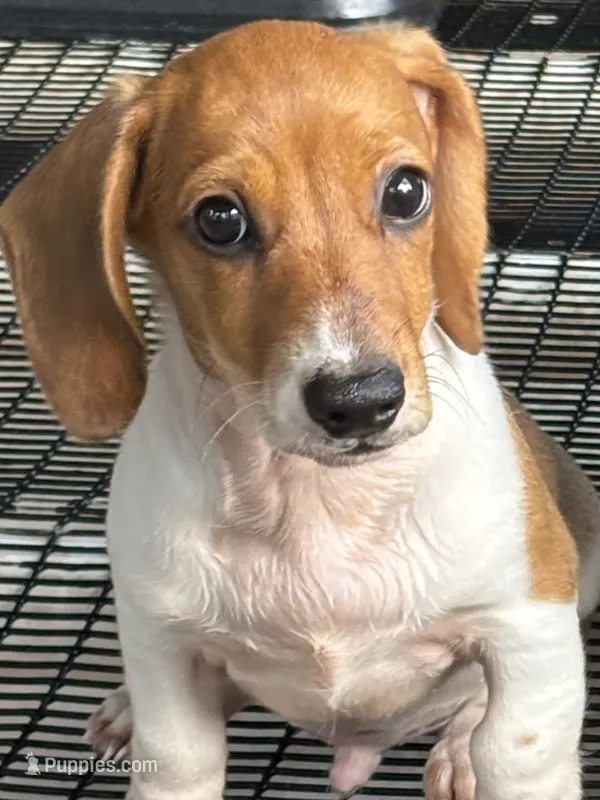 Max – Miniature Dachshund puppy for sale in Godwin, NC
