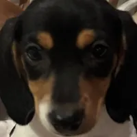 Dixie, a female Miniature Dachshund for sale in Godwin, NC – 1 of 1