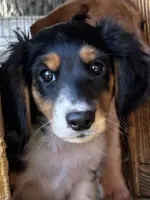 Leo, a male Miniature Dachshund for sale in Godwin, NC – 1 of 1