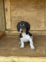 Leo, a male Miniature Dachshund for sale in Godwin, NC – 3 of 7