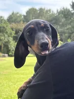 Lilly, a female Miniature Dachshund for sale in Godwin, NC – 2 of 2