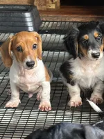 Leo, a male Miniature Dachshund for sale in Godwin, NC – 2 of 7