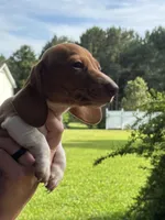 Molly, a female Miniature Dachshund for sale in Godwin, NC – 1 of 3