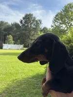 Lilly, a female Miniature Dachshund for sale in Godwin, NC – 1 of 2