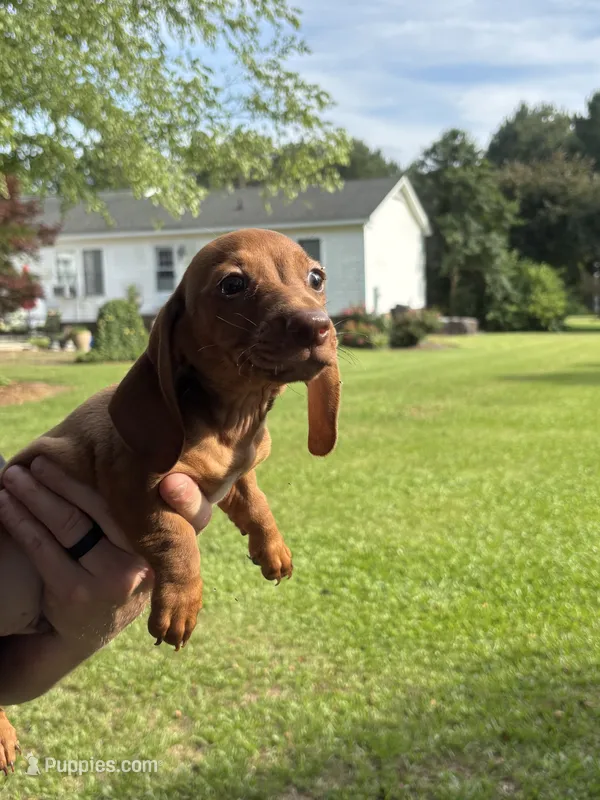 Bruce – Miniature Dachshund puppy for sale in Godwin, NC