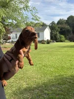 Bruce, a male Miniature Dachshund for sale in Godwin, NC – 2 of 2