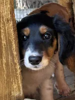Leo, a male Miniature Dachshund for sale in Godwin, NC – 4 of 7