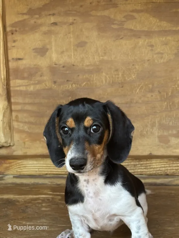 Moose – Miniature Dachshund puppy for sale in Godwin, NC
