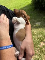 Molly, a female Miniature Dachshund for sale in Godwin, NC – 3 of 3