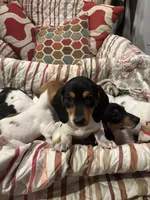 Lucy, a female Miniature Dachshund for sale in Godwin, NC – Photo 8 of 8