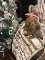 Lucy, a female Miniature Dachshund for sale in Godwin, NC – Photo 3 of 8