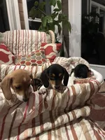 Lucy, a female Miniature Dachshund for sale in Godwin, NC – Photo 1 of 8