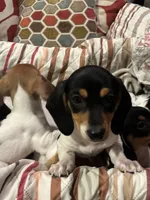 Lucy, a female Miniature Dachshund for sale in Godwin, NC – Photo 6 of 8